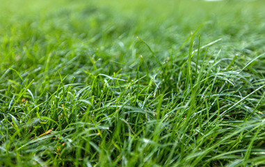 Spring background, green tree leaves on blurred background