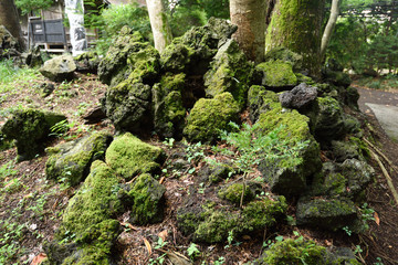 Fototapeta premium The moss-grown wooden picture in the Oshino eight sea
