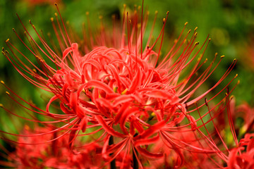 Picture of the rise of a cluster amaryllis