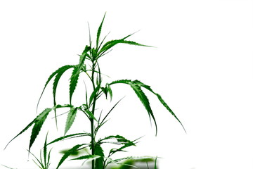 Young cannabis plant, marijuana, isolated on white background