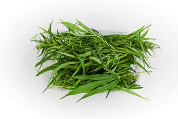 Lots of green leaves and cannabis herb marijuana in a plastic container isolated on white background.