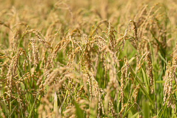 Fototapeta premium 稲穂