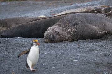 Fototapeta premium Royal penguins and elephant seals on Macquarie Island, World Heritage Site, Australia