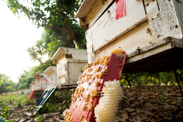 View of Beekeeping place In the orchard,To produce honey,Beekeeping concept