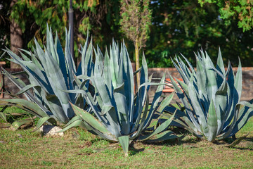 Agave plant in the Zugdidi park of Dadiani. Georgia.