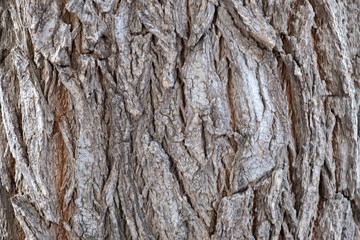 Texture of natural tree bark. Close-up.