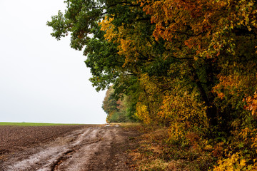 Red and yellow trees in autumn