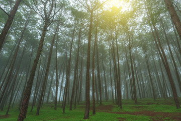 Obraz premium Pine forest in fog at morning.