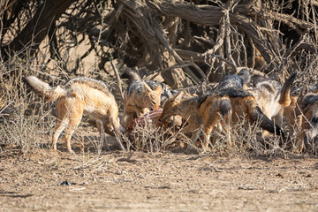 Black-Backed Jackals