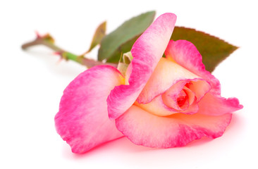 Naklejka na ściany i meble Pink rose flower.