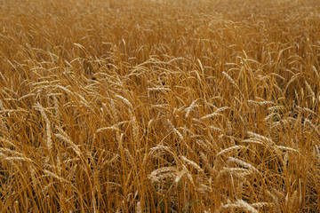 ears of wheat. background from vegetation.