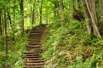 Natural Stairs in Nature in the mountain green forest