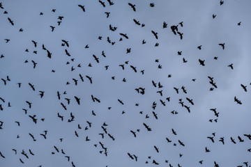 A large flock of birds in the sky. A lot of black dots against the sky.