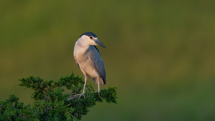 Black-crowned Night Heron perched above the rookery.