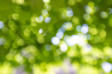 Spring background, green tree leaves on blurred background