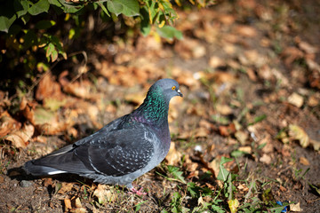 Dove on the street. Blue dove in the sunlight. Street bird peddler of diseases. Dove is a symbol of peace.