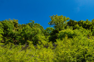 Obraz premium 南アルプスの山々