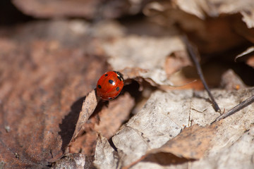 Ladybug on autumn foliage. Insect in the nature.