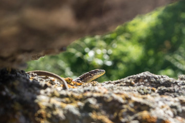 Lizard hiding in the stones. A cold-blooded animal basks in the sun. Fauna of the Crimean mountains.