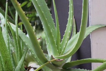 Obraz premium aloe vera plant