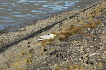 an old seagull is resting
