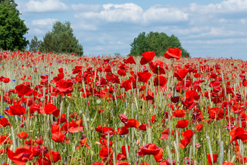 Fototapete bei efototapeten.de bestellen   