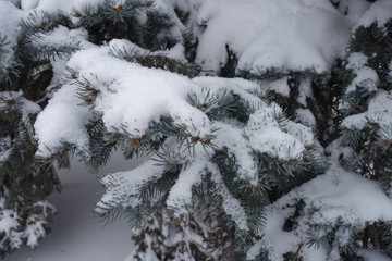 Foliage of blue spruce covered with snow in winter