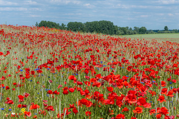 Fototapete bei efototapeten.de bestellen   
