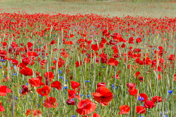 Poppy field
