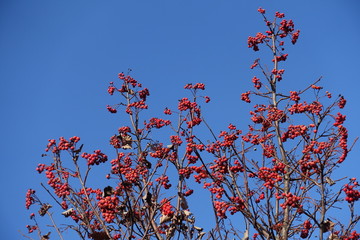 Leafless branches of whitebeam with red berries against blue sky