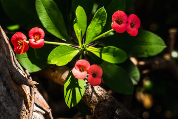 red Crown of thorns flowers in the garden