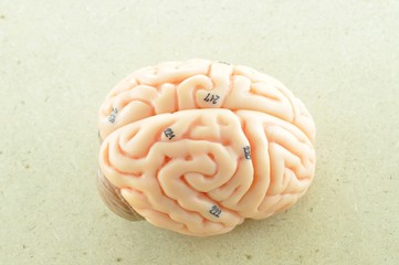 human brain anatomy model