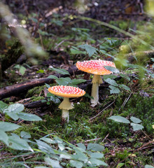 Fliegenpilz im Wald