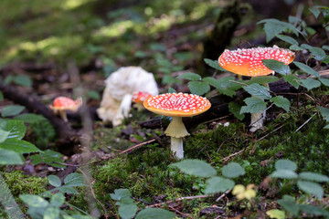Fliegenpilz im Wald