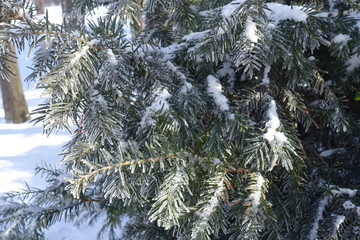 Frost on branches of yew in winter