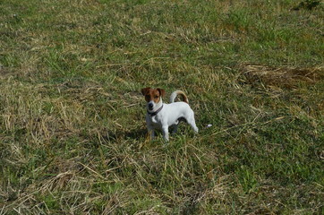 My friend Jack Russel is having fun in the countryside