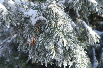 Layer of hoar frost on branches of yew in winter