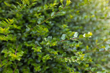 Fototapeta premium Spring background, green tree leaves on blurred background