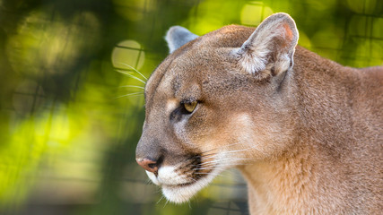 Naklejka premium close-up portrait of a puma