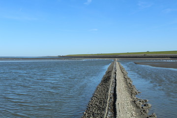 Obraz premium Seagulls live in and from the Wadden Sea in northern Germany - Unesco World Heritage Site
