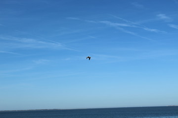 Seagulls live in and from the Wadden Sea in northern Germany - Unesco World Heritage Site
