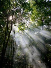 Obraz premium morning in the forest