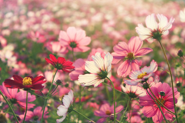 Flower background of the colorful cosmos with copy space. Natural flowers pattern wallpaper or greeting card. 
