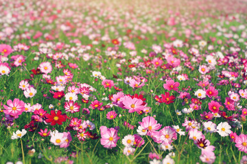 Flower background of the colorful cosmos with copy space. Natural flowers pattern wallpaper or greeting card. 