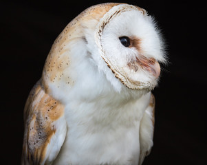 Close up view of a barn owl