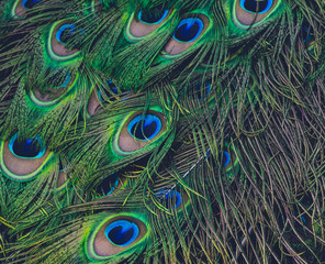 Closeup of peacock feathers