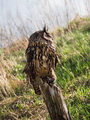 Eurasian Eagle Owl perched on a tree trunk