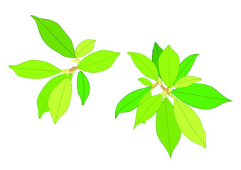 Green Leaves fresh abstract isolated on white background illustration vector