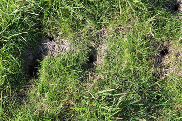 Voles undermine the dike near Bensersiel, northern Germany