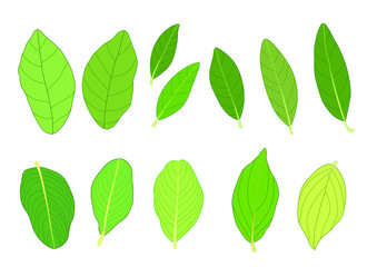 Green Leaves fresh abstract isolated on white background illustration vector